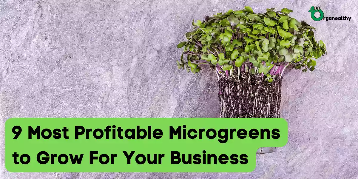 9 most profitable microgreens to grow for your business