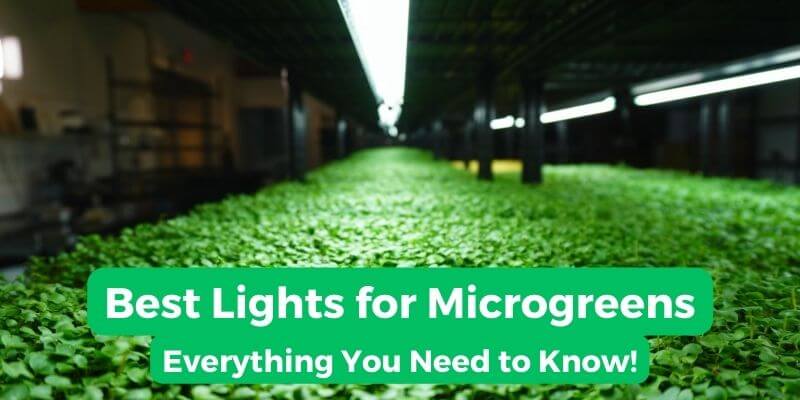 best-lights-for-microgreens