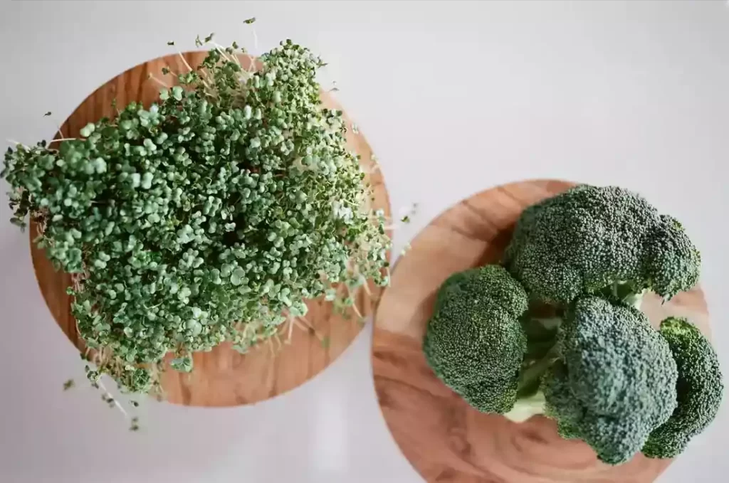 green lushy broccoli microgreens