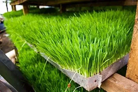 Wheatgrass microgreens are excellent regrowers