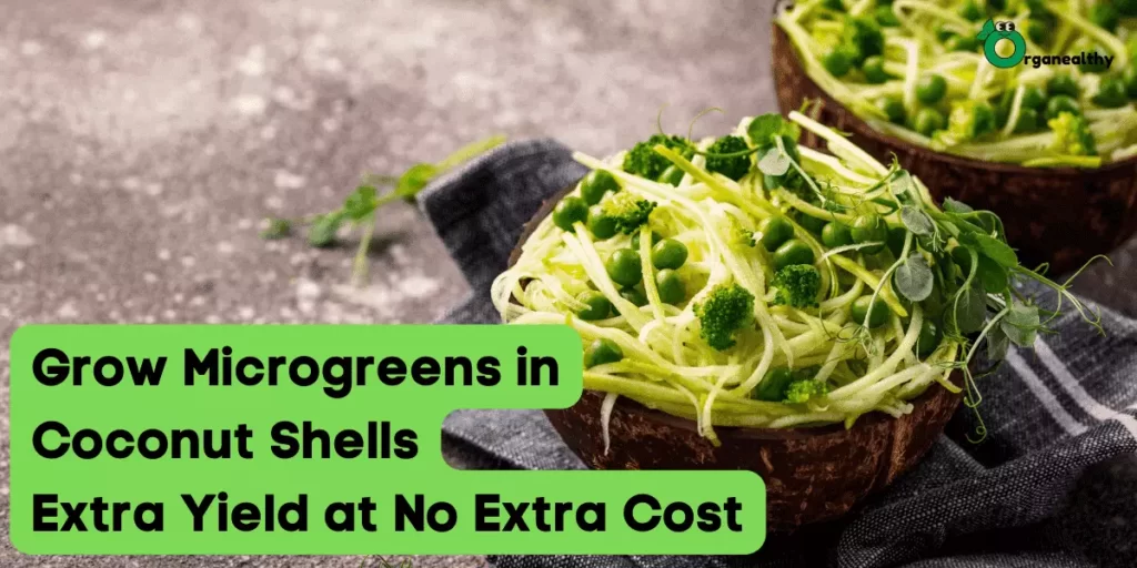 Grow-Microgreens-in-Coconut-Shells-Extra-Yield-at-No-Extra-Cost-