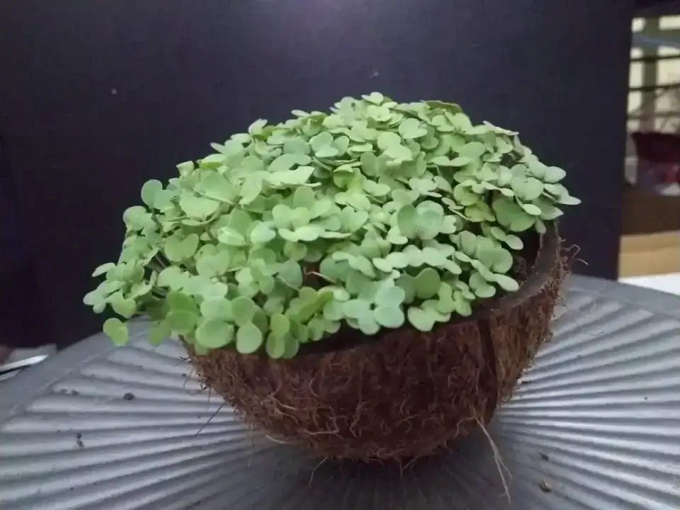 This is how your microgreens will look like in coconut shells