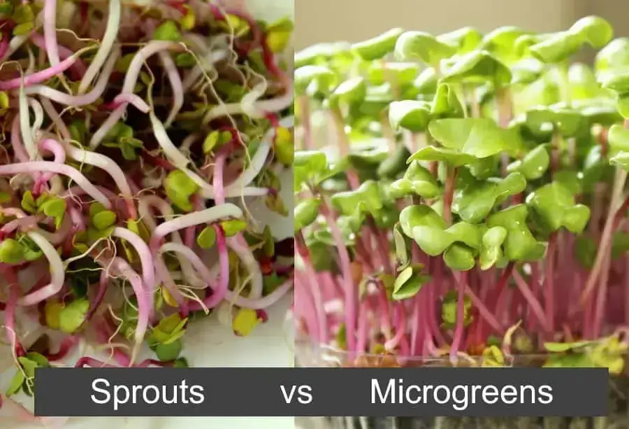 microgreens vs sprouts Microgreens vs Sprouts 1 1 1