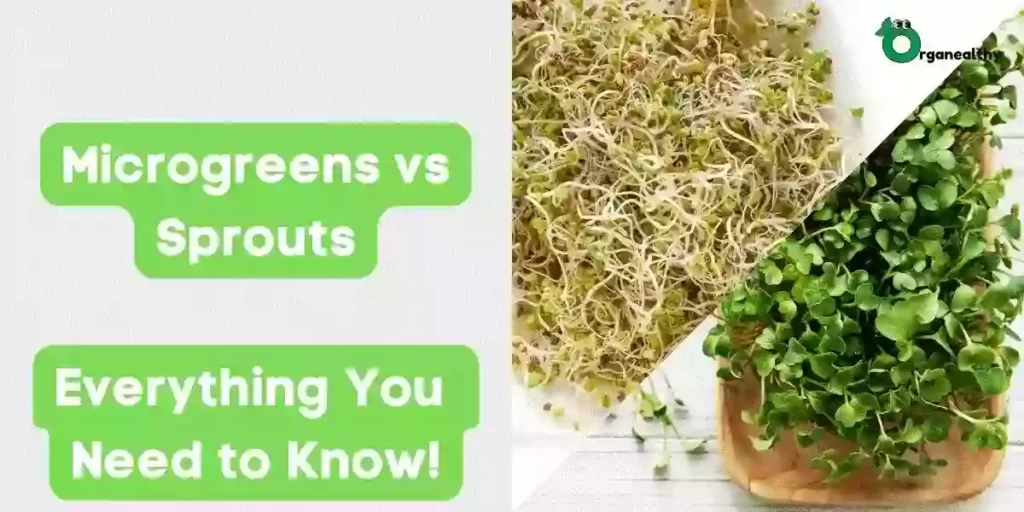 microgreens vs sprouts: everything you need to know