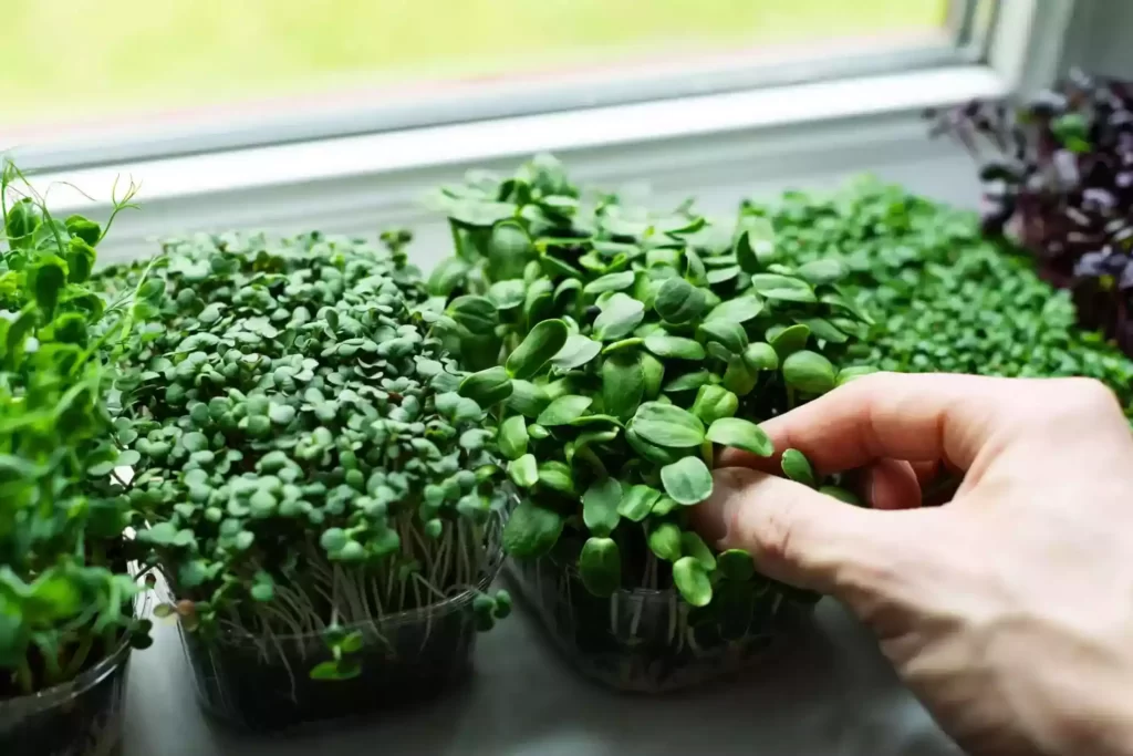 Now you know the reasons why are microgreens so expensive