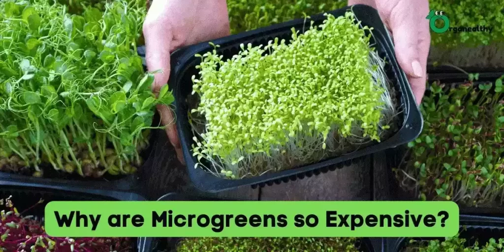Why are microgreens so expensive?