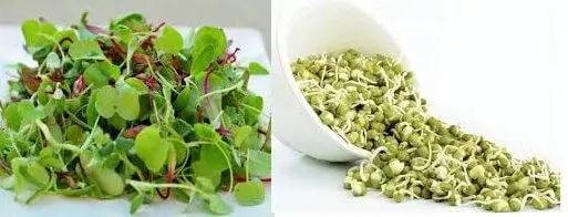 Health Benefits of Microgreens and Sprouts