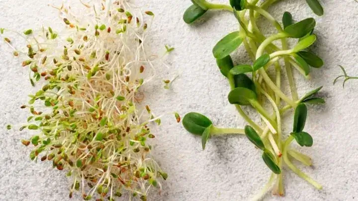 Are Microgreens Safer Than Sprouts?