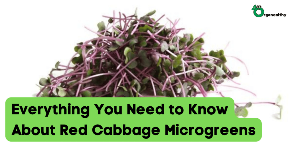 The Complete Guide About Red Cabbage Microgreens