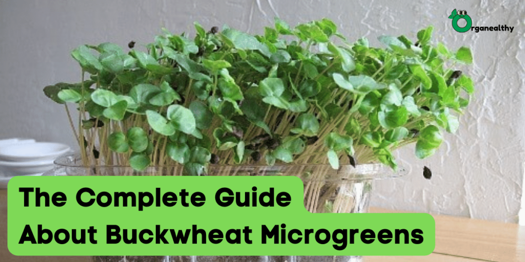 the complete guide about buckwheat microgreens