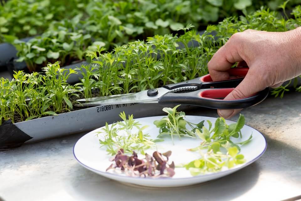 how to grow red cabbage microgreens, a step-by-step guide