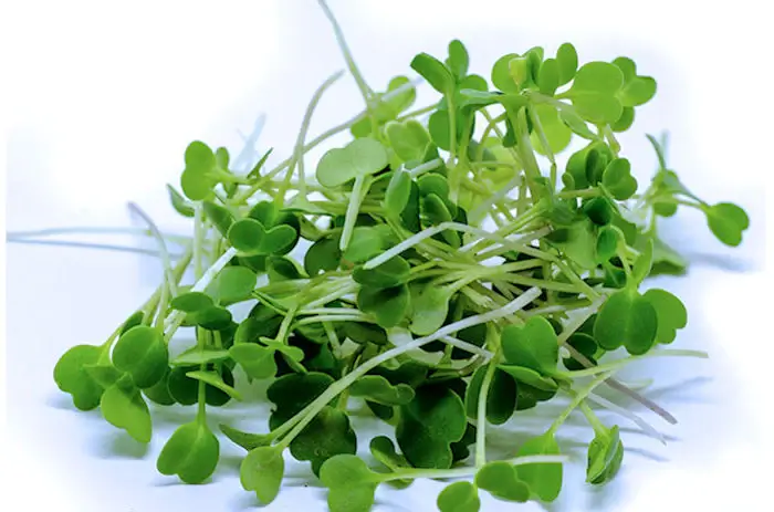 best tasting microgreens - arugula microgreens