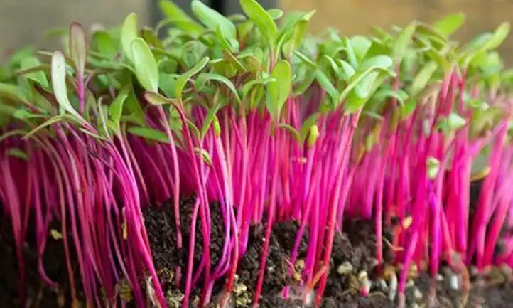 best tasting microgreens - bull's blood beetroot microgreens