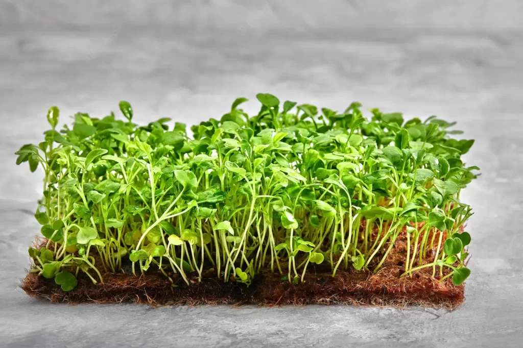 best tasting microgreens - mustard microgreens