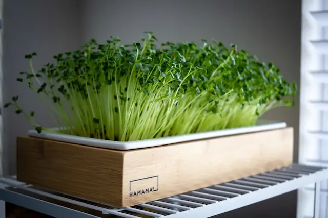 microgreens in a wooden growing tray - are microgreens keto-friendly