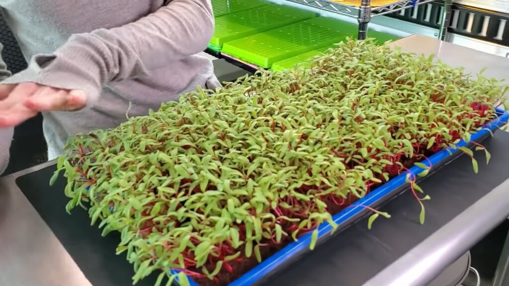 healthy batch of swiss chard microgreens