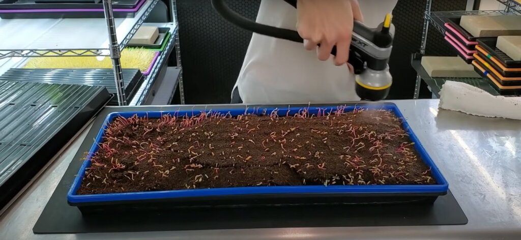 Spraying the swiss chard microgreens with water
