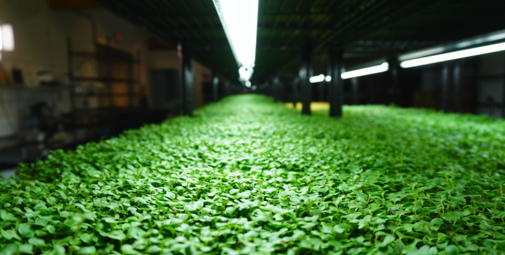 microgreens under grow lights
