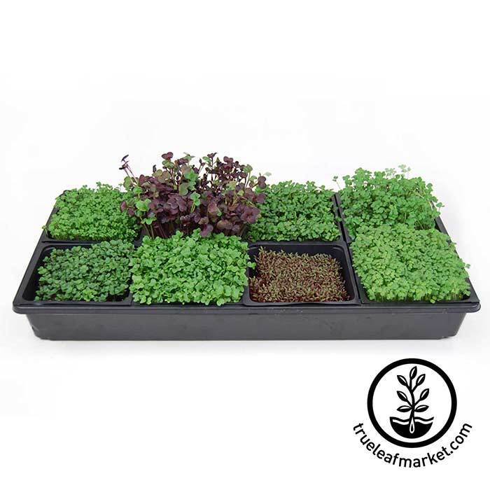 sectional-microgreens-starter-kit-true-leaf-market