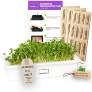 microgreens growing kits hamama microgreens grow kit