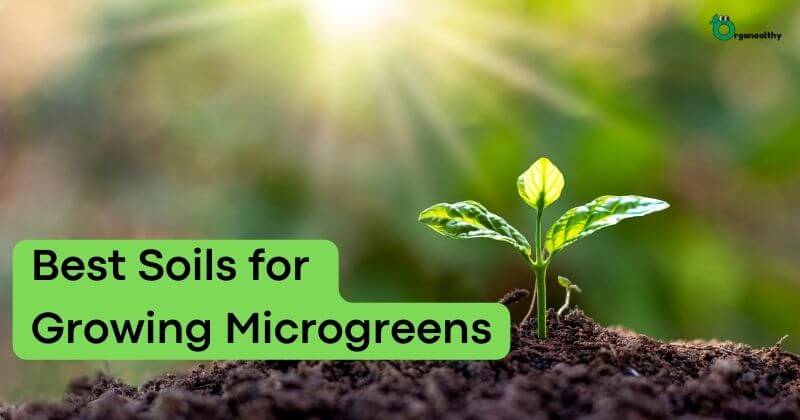 Best Soils for Growing Microgreens - Featured Image