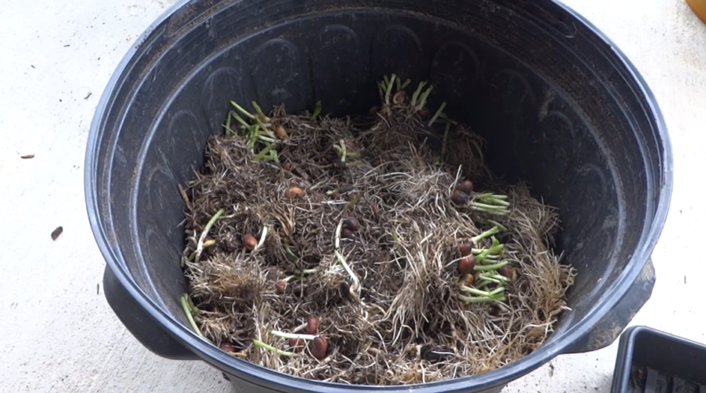 put-microgreens-soil-in-compost