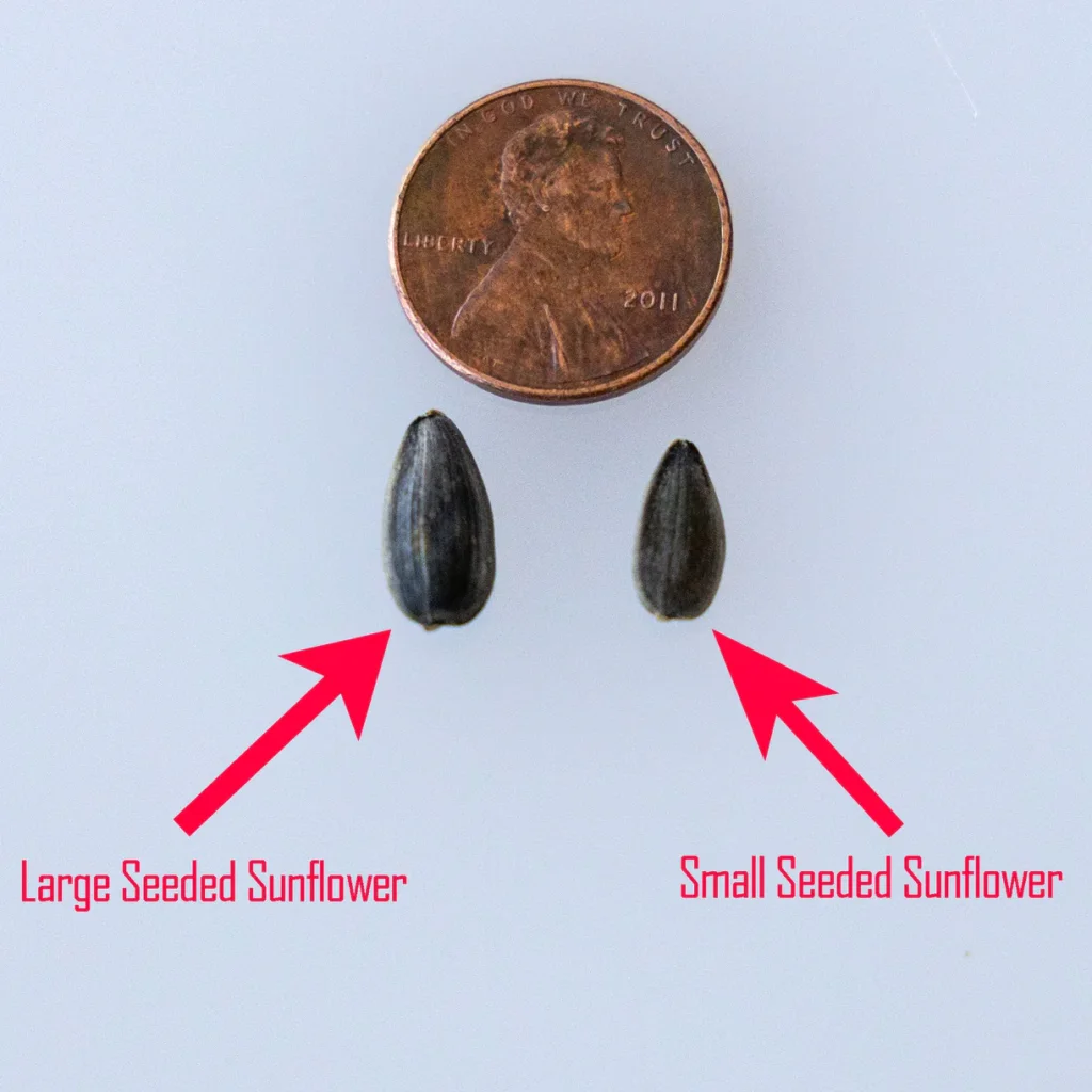black-and-small-sunflower-microgreens-seeds-comparison