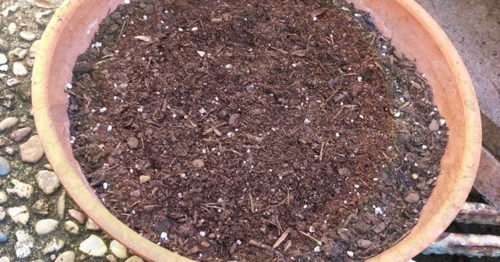 soil-potting-mix-for-microgreens