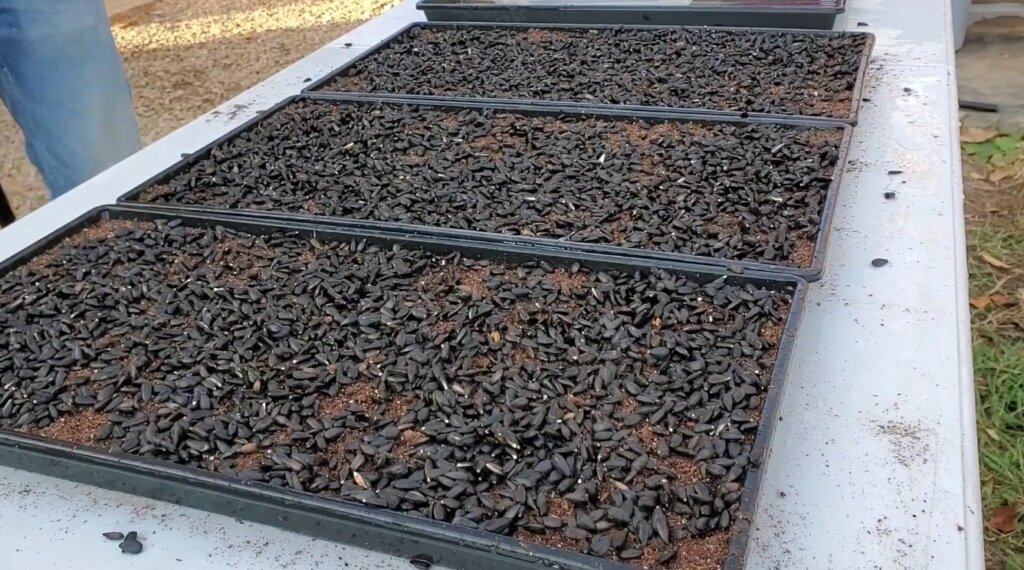 sowing-the-sunflower-seeds