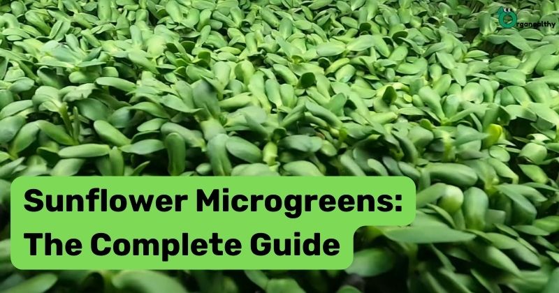 sunflower-microgreens-featured-image