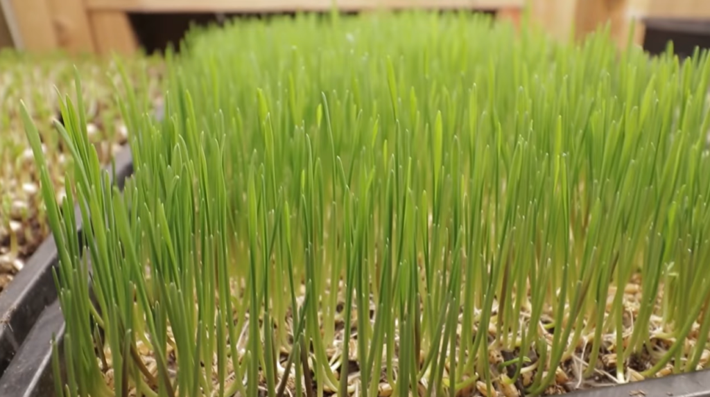 wheatgrass-microgreens