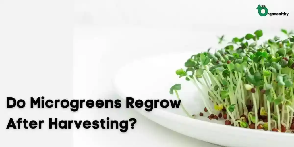 do-microgreens-regrow-after-cutting-featured-image
